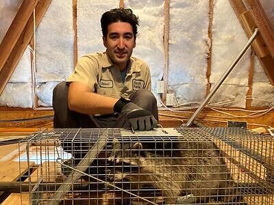 Westchester raccoon trapping